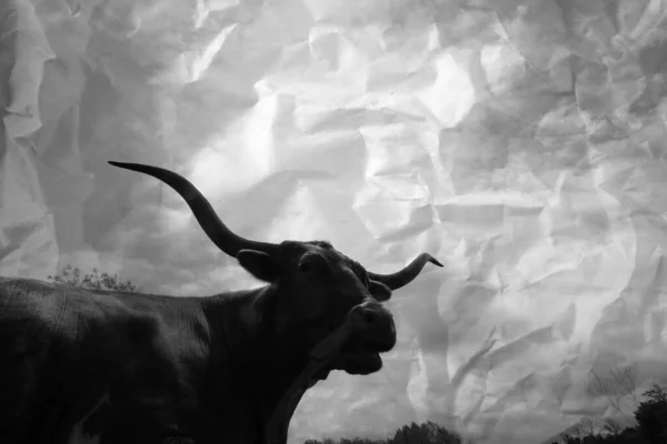 Texas Longhorn Vaca Arte Com Papel Enrugado Textura Fundo — Fotografia de Stock