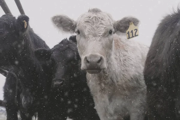Białe Cielę Charolais Czarnymi Krowami Angus Oglądającymi Zbliżenie Kamery Zimowym — Zdjęcie stockowe