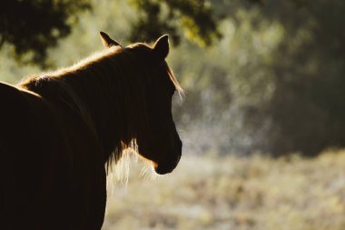 Teksas çiftlik arazisine bakan, bulanık arka planlı bir kısrak..