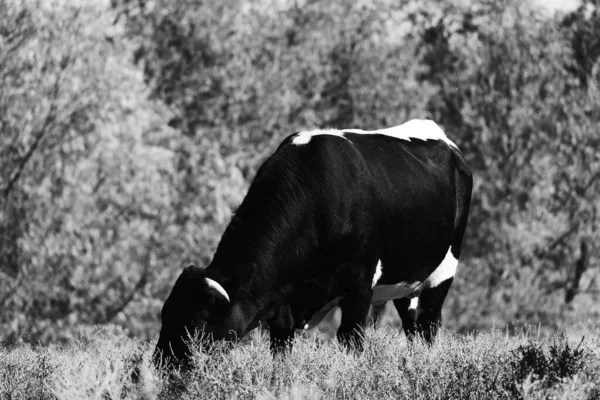 black and white portrait of bull cow grazing on meadow