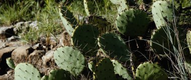 close-up view of prickly pear cactus plants growing in Texas landscape