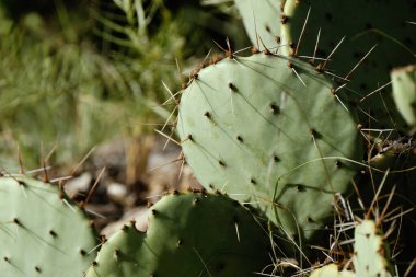 Prickly pear cactus closeup in texas nature