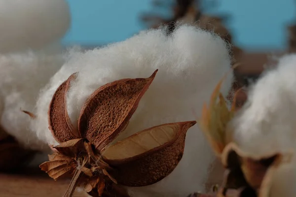 Cotton from harvest for agriculture on blue background closeup