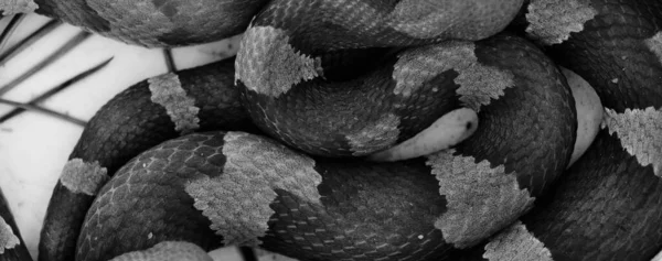 Közeli Kilátás Mérgező Rézfejű Kígyó — Stock Fotó