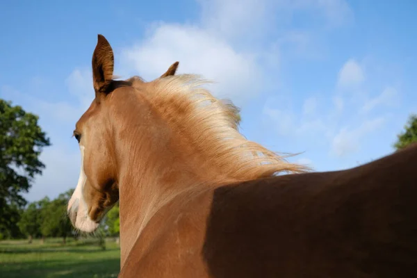 Zblízka Pohled Hříbě Hříbě Koně Dívá Pryč Farmě Lněnou Hřívou — Stock fotografie