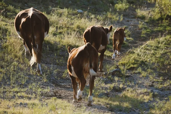 Una Manada Vacas Herford Caminando Por Ladera Texas —  Fotos de Stock