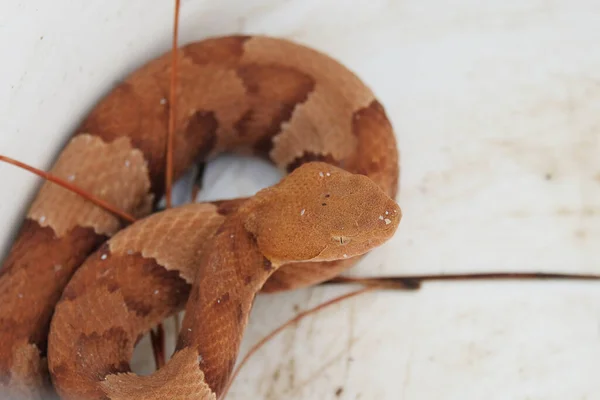 Vista Perto Serpente Venenosa Copperhead — Fotografia de Stock