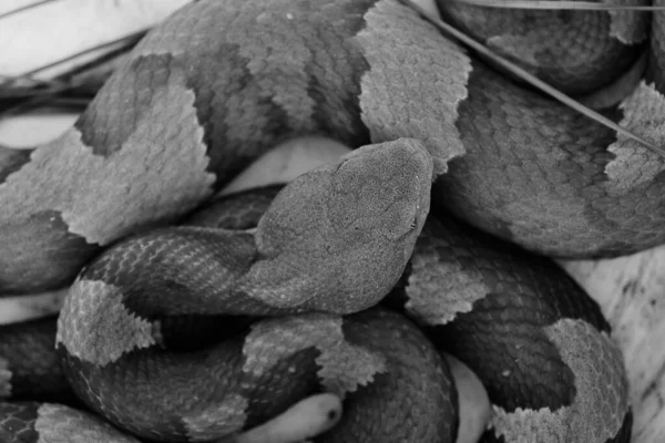 Vista Cerca Serpiente Venenosa Cabeza Cobre —  Fotos de Stock