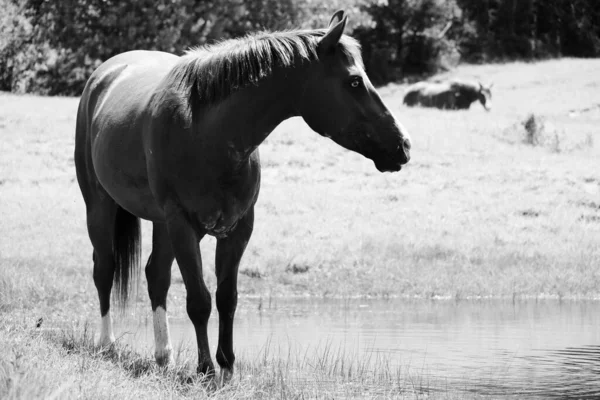 Cavalo Caça Preto Branco Campo Texas — Fotografia de Stock