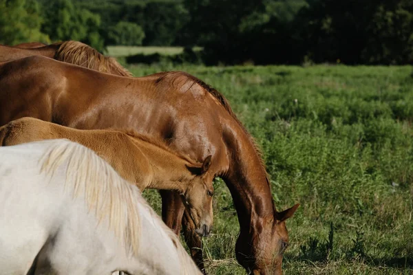 Hester Det Grønne Texas Jordet Sommeren – stockfoto