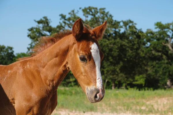Close up view of foal horse on Texas farm during summer