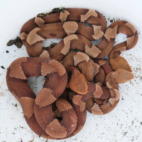 Vista Perto Serpente Venenosa Copperhead — Fotografia de Stock