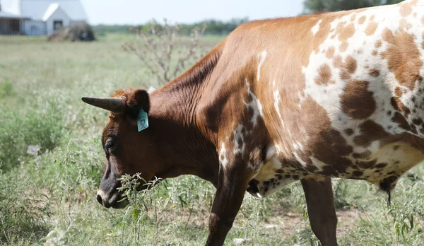 Jovem Manchado Texas Longhorn Boi Fazenda Durante Verão Closeup — Fotografia de Stock