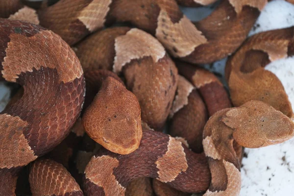 Vista Perto Serpentes Venenosas Copperhead — Fotografia de Stock