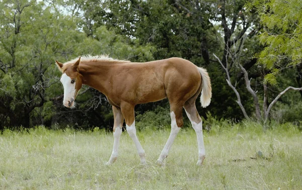 Beautiful Shot Foal Colt Horse Meadow — Stock Photo, Image