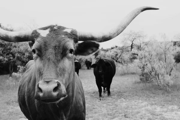 Black White Photo Texas Longhorn Cow — Stock Photo, Image
