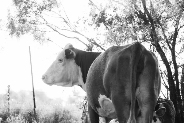 Черно Белое Фото Коровы Поле — стоковое фото