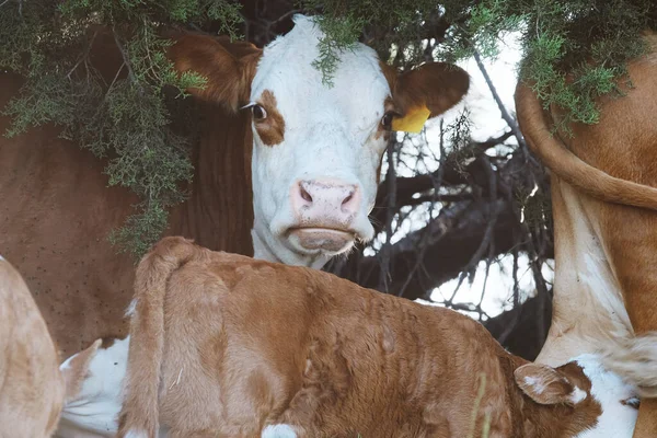 Hereford Koe Met Kalf Onder Jeneverbes Voor Schaduw Texas Ranch — Stockfoto