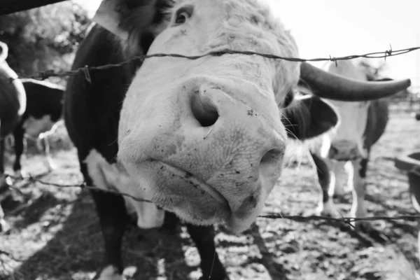 这里是农场里的公牛 — 图库照片