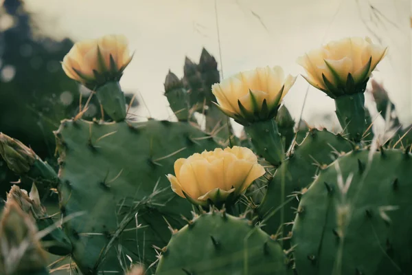 Kaktusknospen Pflanzen Mit Scharfer Textur Texanischer Frühlingsumgebung — Stockfoto