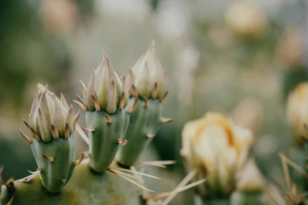 Tüskés Körte Kaktusz Bimbók Növényen Éles Textúra Közelkép Texasi Tavaszi — Stock Fotó