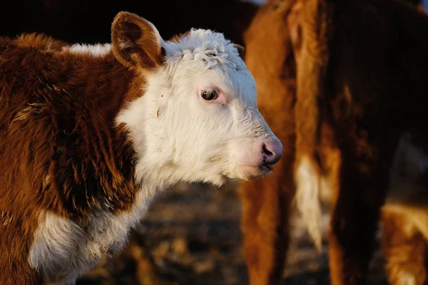 Curious face of funny spotted calf on beef farm with copy space on background.