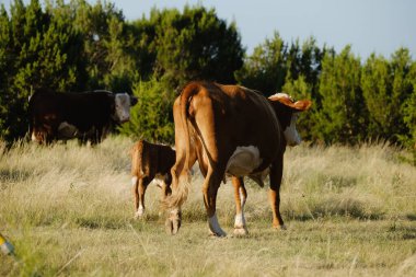 Hereford buzağı yaz çiftliği tarlasında anne inekle otlakta yürüyor.