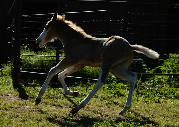 Carino Animale Bambino Fattoria Puledro Cavallo — Foto Stock
