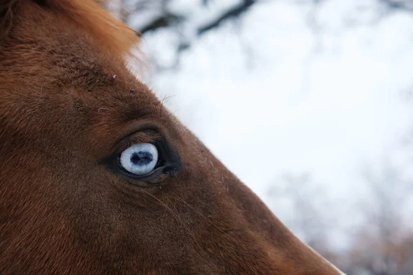 Sorrel Horse Blaze Face Blue Eye Closeup — Stock Photo, Image