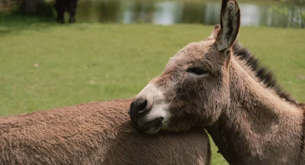 Miniature Donkey Face Closeup Texas Farm — Stock Photo, Image