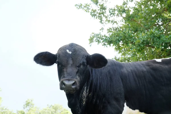 baby cow on Texas farm closeup looking at camera