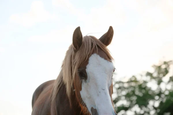 Plešatý Obličej Hříbě Kůň Detailní — Stock fotografie