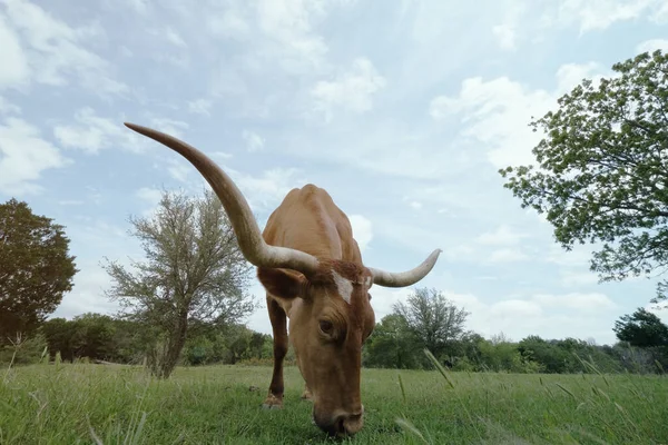 Texas Langhoorn Koe Eten Van Gras Boerderij — Stockfoto