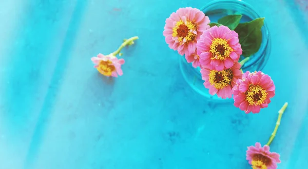 Zinnia Blumen Aus Dem Garten Isoliert Mit Kopierraum Für Den — Stockfoto