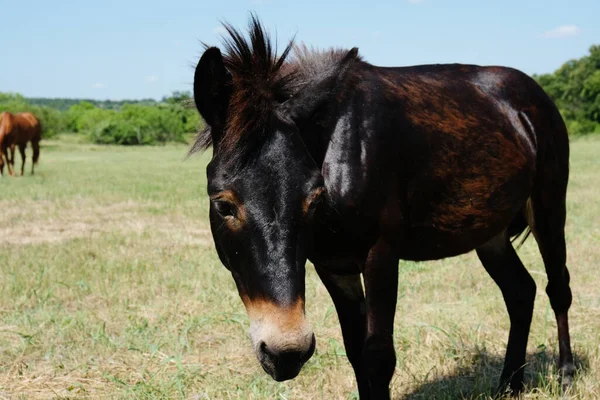 Miniature mule in farm field of Texas looking away on sunny summer day.