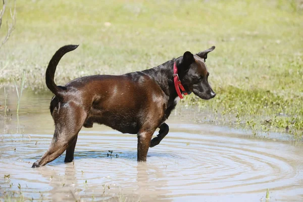 Pet Σκυλί Παίζει Στο Νερό Κατά Διάρκεια Της Άνοιξης Στο — Φωτογραφία Αρχείου