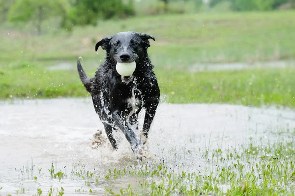 Actieve Gezonde Hond Loopt Door Het Water Met Bal Tijdens — Stockfoto