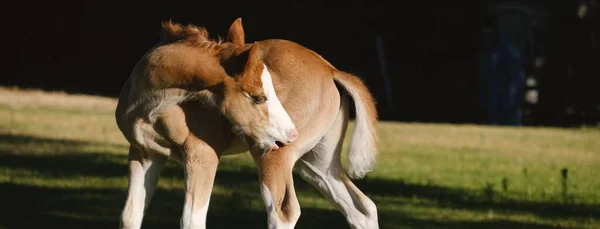 Stock image Bald face colt foal horse during Texas spring on ranch, scratching itch closeup