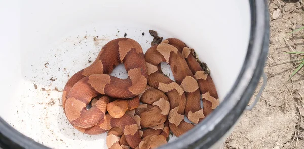 Gevaarlijke Giftige Copperhead Slangen Emmer Close Ondiepe Diepte Van Het — Stockfoto