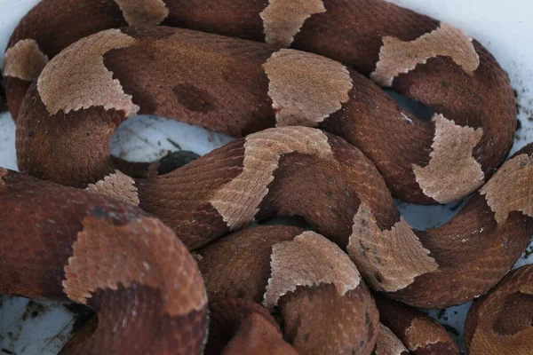 Niebezpieczne Jadowite Węże Copperhead Wiadrze Zbliżenie Płytkiej Głębi Pola — Zdjęcie stockowe