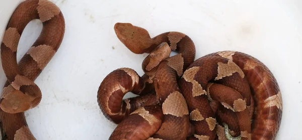 Veszélyes Mérgező Rézfejű Kígyók Vödör Közelségében Sekély Mélységben — Stock Fotó