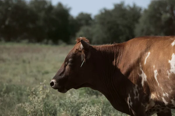 Young Texas longhorn cow from side view on ranch