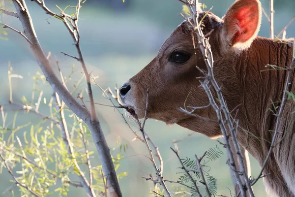 Rundvlees Close Met Wazig Achtergrond Ranch Voor Landbouw Baby Dier — Stockfoto