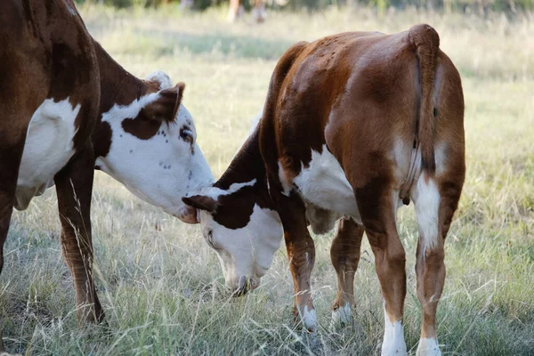 Manada Hereford Con Vacas Terneros Cerca Granja —  Fotos de Stock