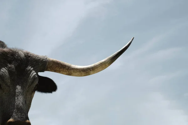 Großaufnahme Eines Großen Horns Auf Einer Texanischen Langhorn Kuh — Stockfoto