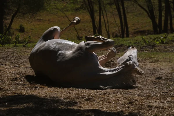 Cavalo Jovem Rolando Sujeira Para Banho Poeira Verão Comportamento Animal — Fotografia de Stock
