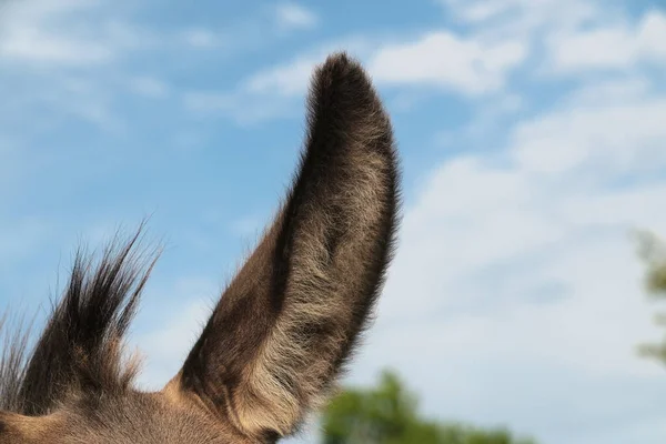 Mini Donkey Ear Closeup Sky Background Hearing Concept — Stock Photo, Image