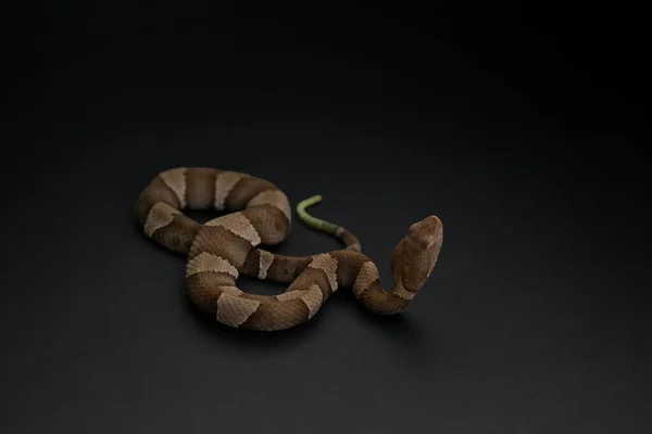 Venomous Copperhead Cobra Closeup Com Fundo Preto — Fotografia de Stock