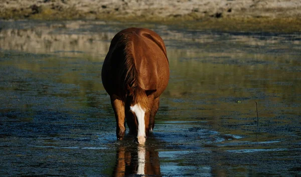 Sorrel horse drinking water from pond on farm