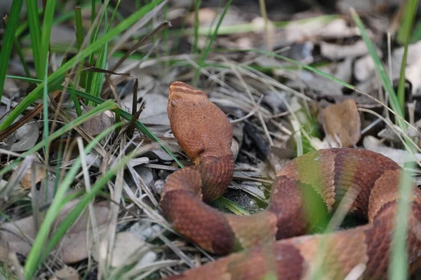 Venomous Copperhead Serpente Campo Grama Texas Closeup Para Conceito Perigo — Fotografia de Stock